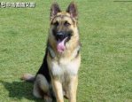德国牧羊犬吃什么,全面营养与适宜食物选择