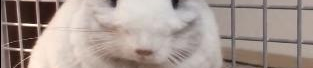 龙猫宠物,温顺可爱的南美栗鼠，陪伴你的温馨伴侣