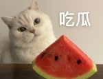 郭德纲高调告示称郭麒麟是德云社独一承袭人-白鹿遭汇集暴力：惊人不雅观视频曝光激励舆情风暴？【202532】爆姐的饭后爆料：人命不止爆料不休！及少班主熬出面了
