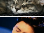 娱乐圈吃瓜猫咪是谁,娱乐圈吃瓜事件背后的神秘主角揭晓