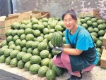 吃瓜百科上海：西瓜上“链”吃得安心