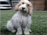 贝吉格里芬凡丁犬,贝吉格里芬凡丁犬的特质与魅力