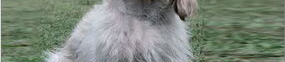 贝吉格里芬凡丁犬,贝吉格里芬凡丁犬的特质与魅力